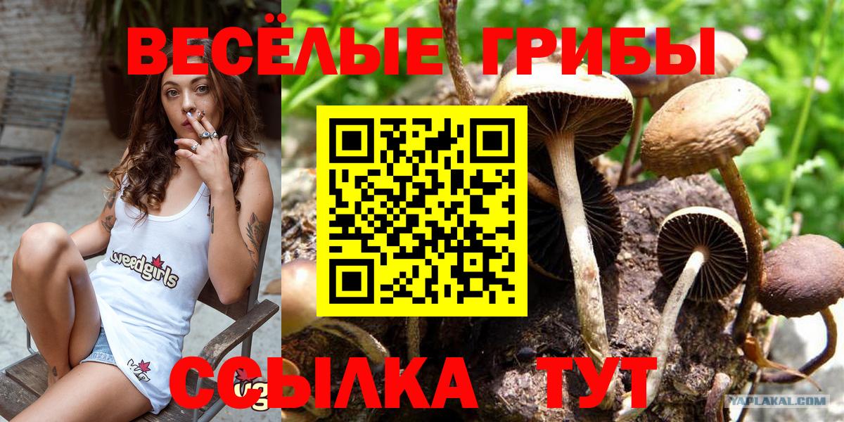 Галлюциногенные грибы Psilocybe  Вход с VPN  Самара 